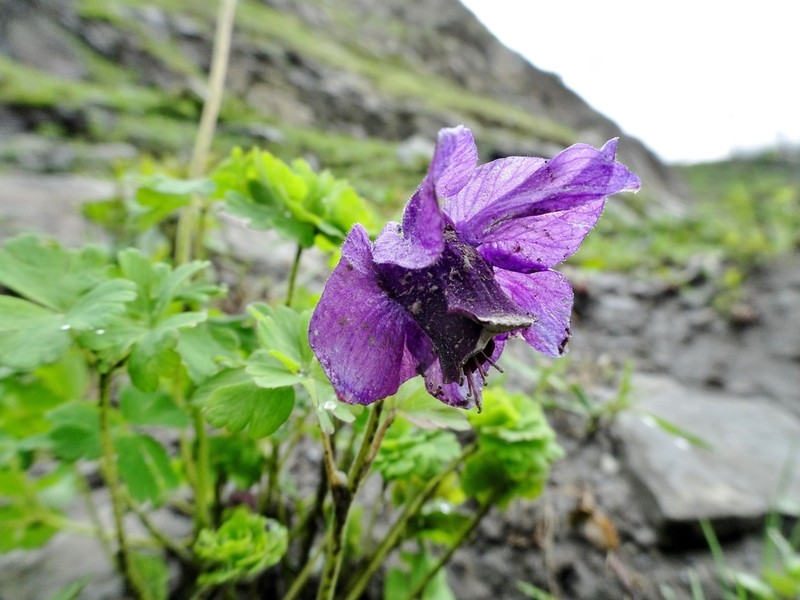 Aquilegia nivalis photo 6