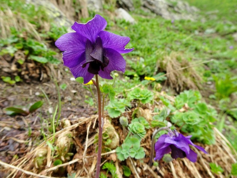 Aquilegia nivalis photo 7