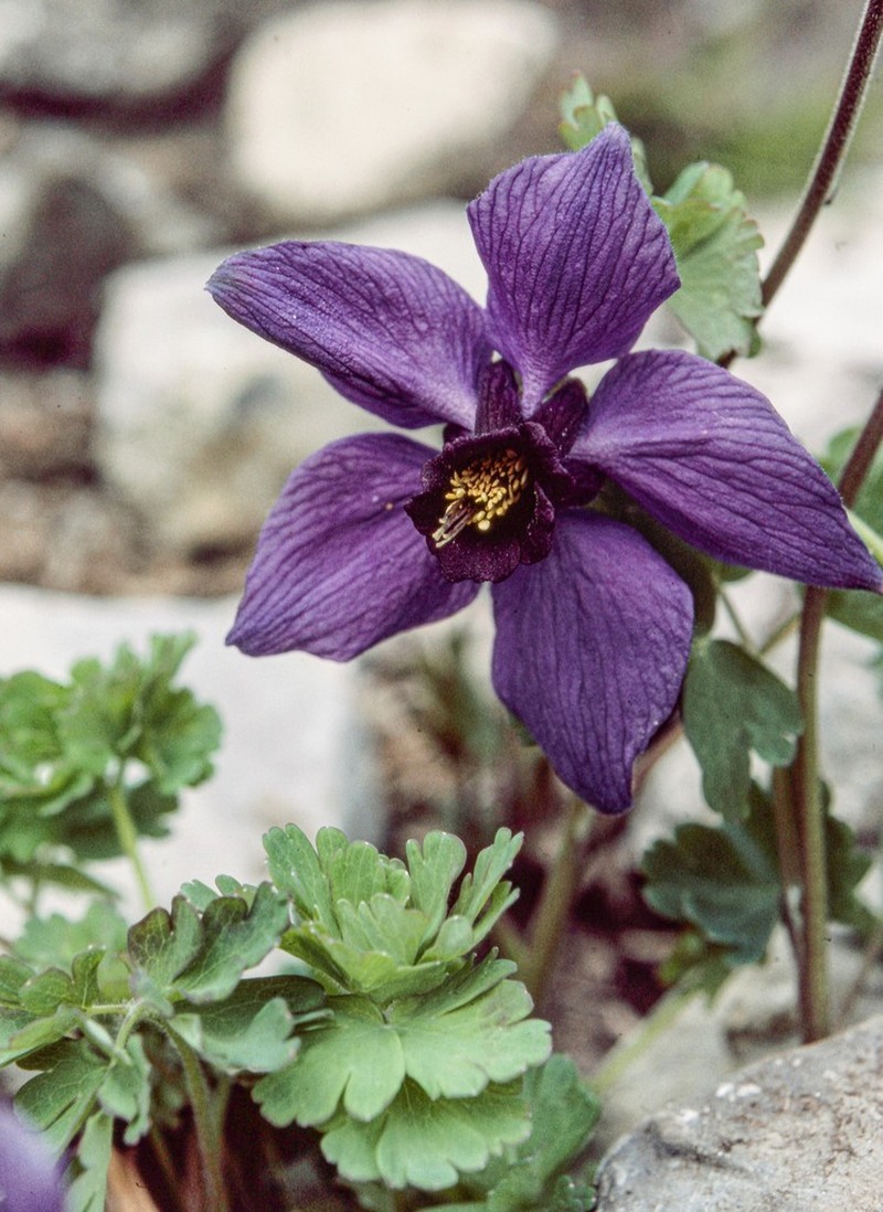 Aquilegia nivalis photo 8
