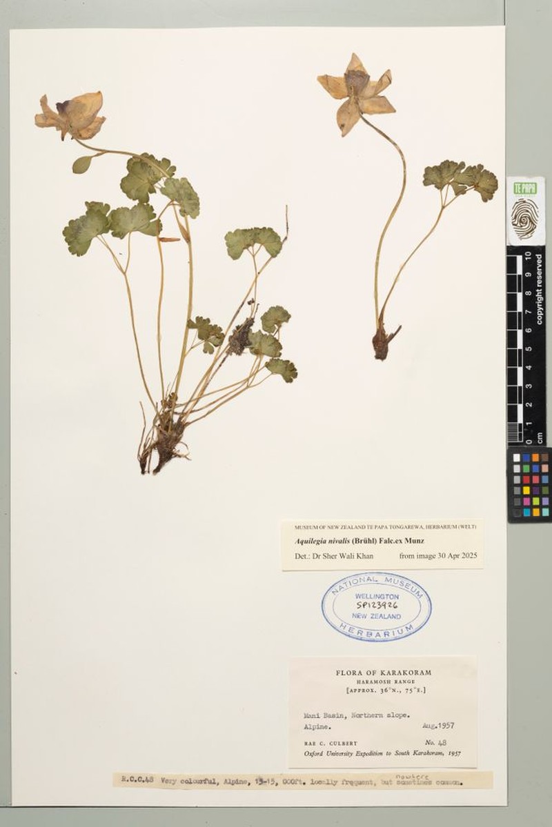 Aquilegia nivalis