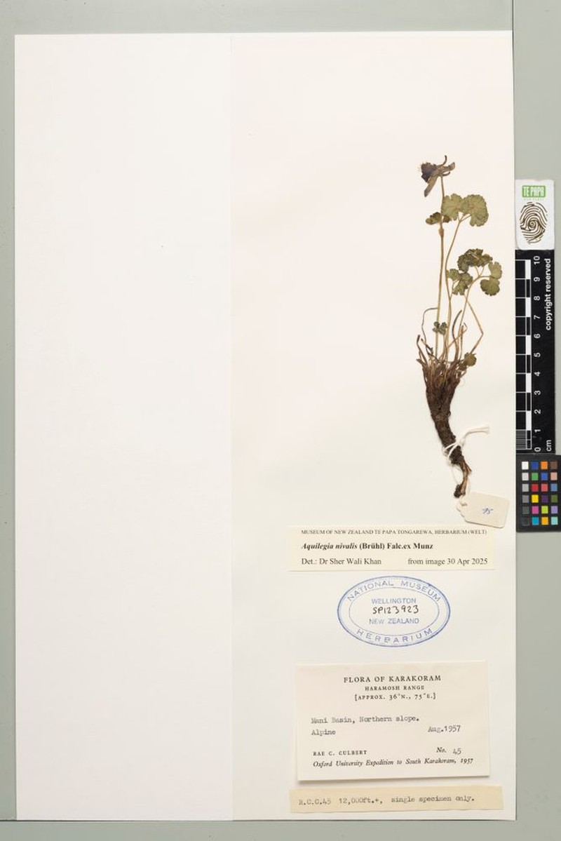 Aquilegia nivalis photo 2