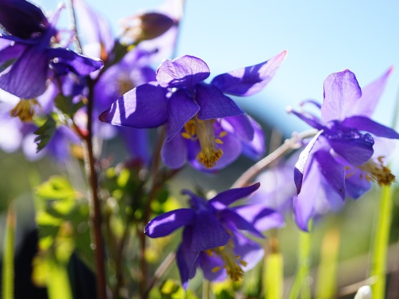 Aquilegia nugorensis