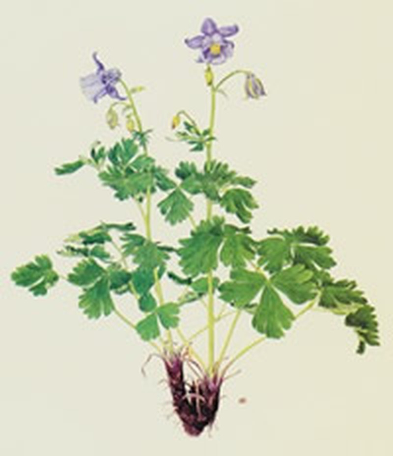 Aquilegia nuragica