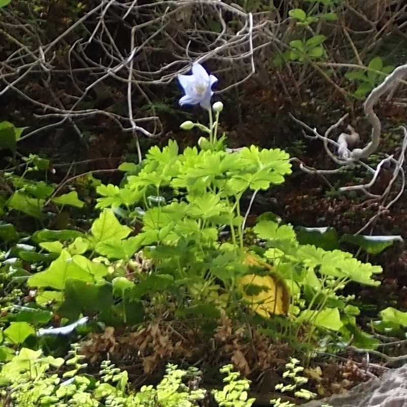 Aquilegia nuragica photo 3