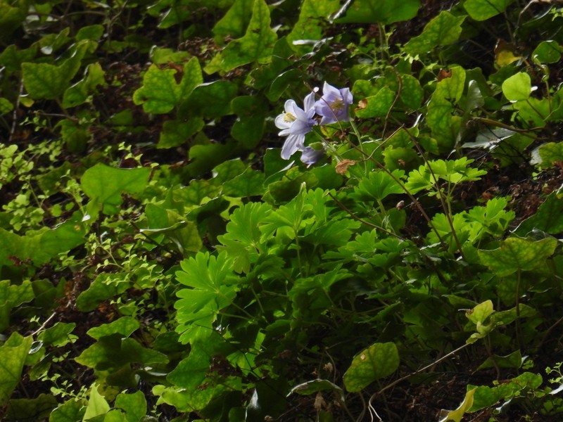 Aquilegia nuragica photo 5