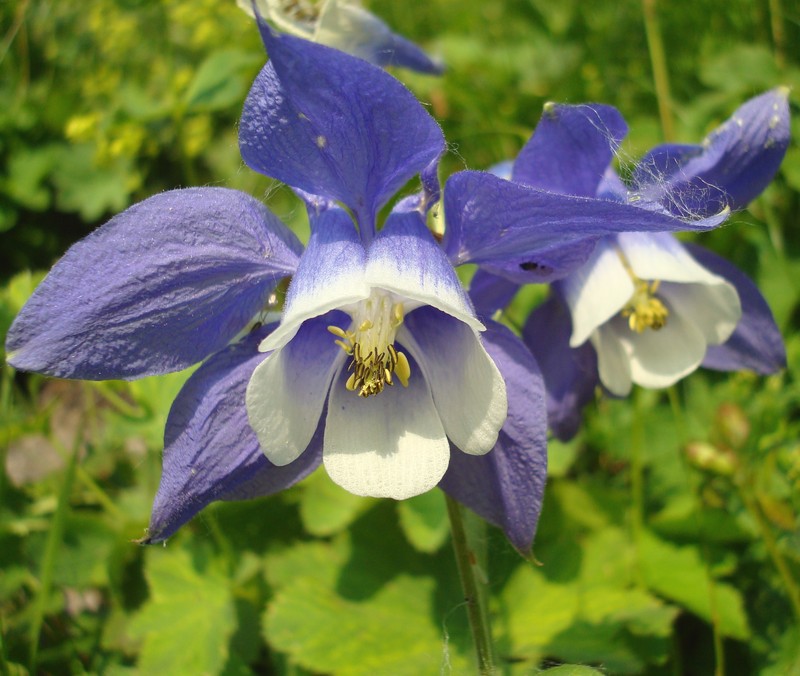 Aquilegia olympica