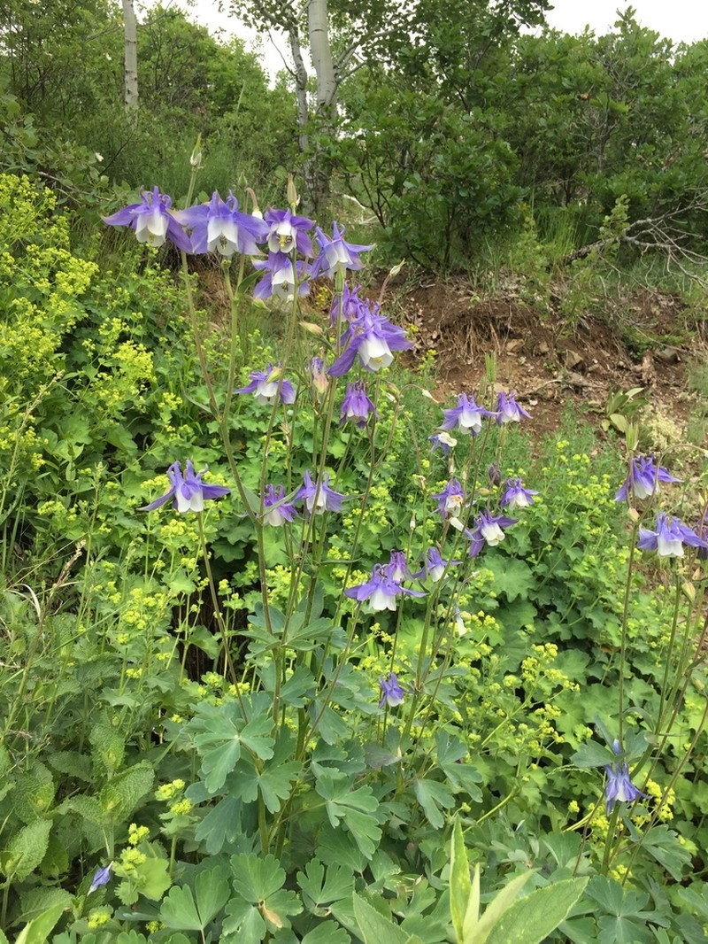 Aquilegia olympica photo 2