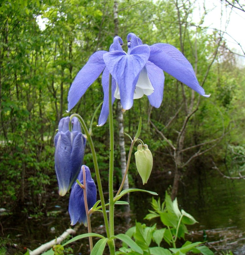 Aquilegia olympica photo 3