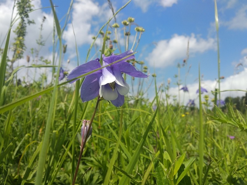 Aquilegia olympica photo 4