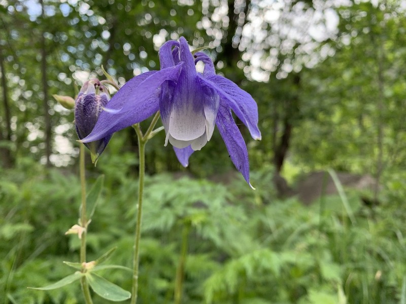 Aquilegia olympica photo 5