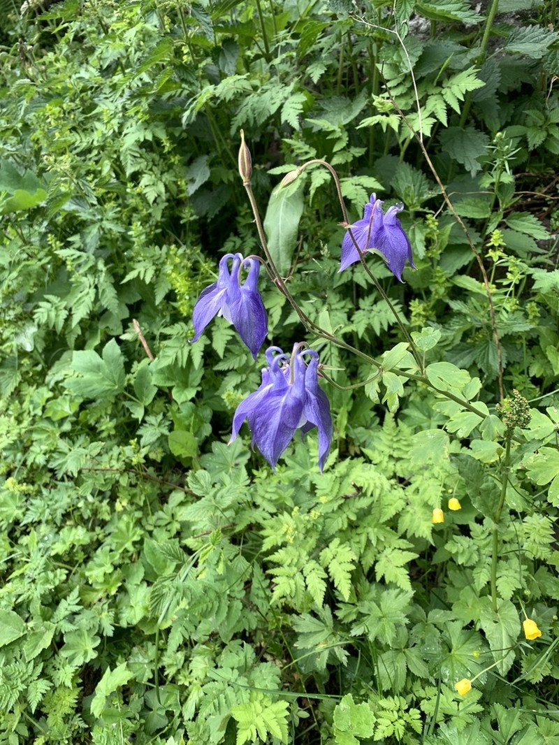 Aquilegia olympica photo 6
