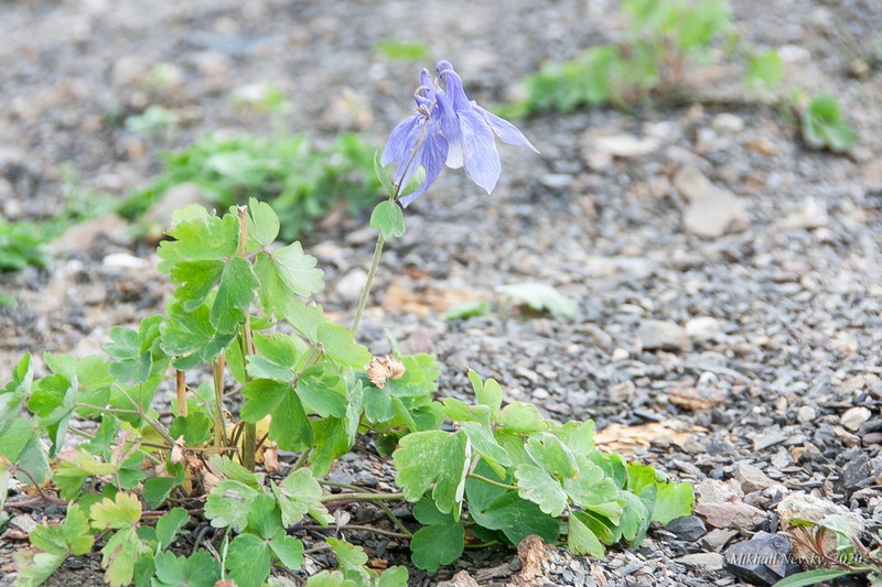 Aquilegia olympica photo 7
