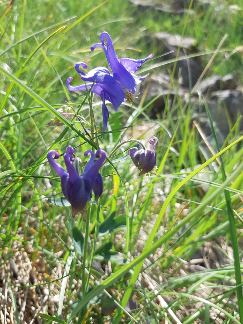 Aquilegia ophiolithica