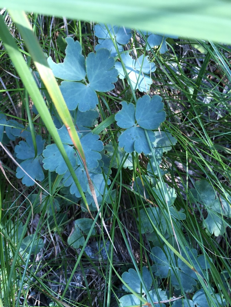 Aquilegia ophiolithica photo 2