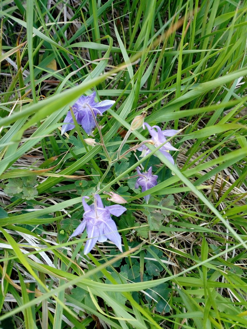 Aquilegia ophiolithica photo 3