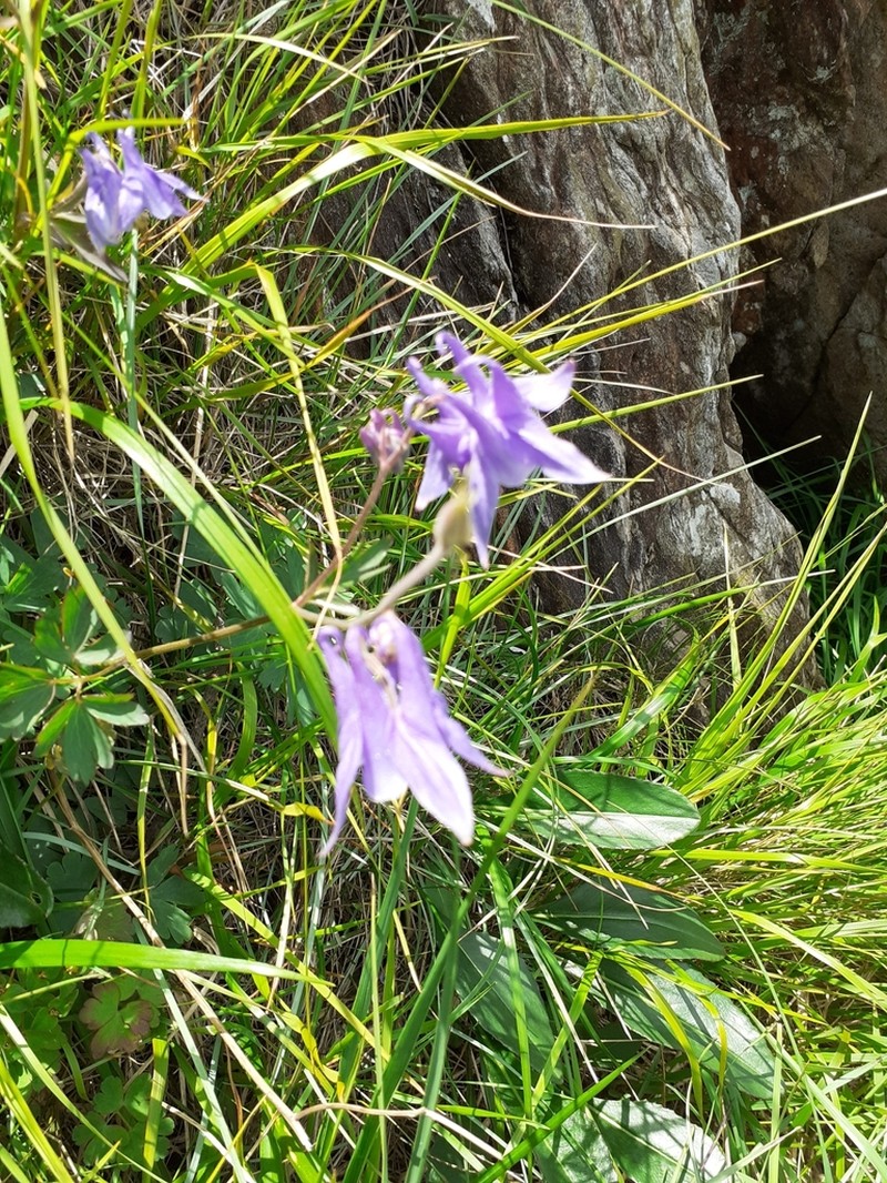 Aquilegia ophiolithica photo 4