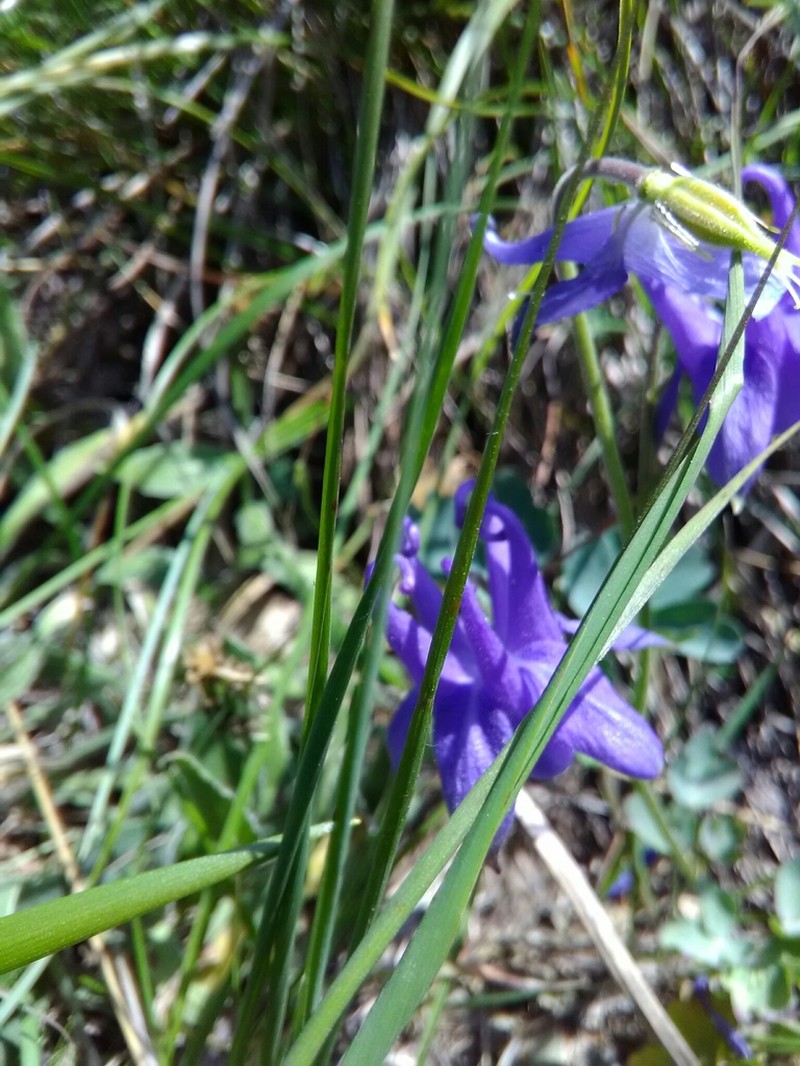 Aquilegia ophiolithica photo 7