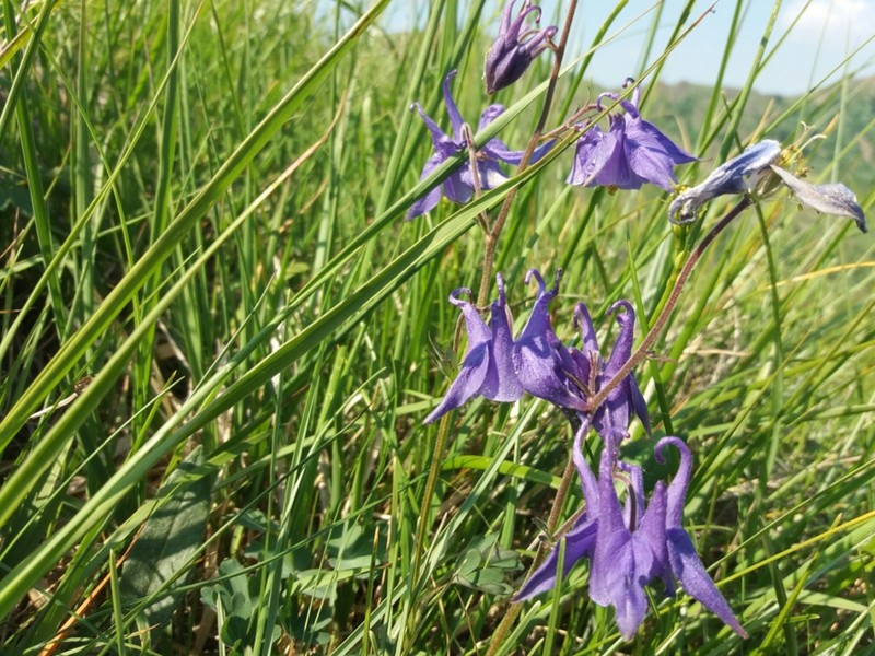 Aquilegia ophiolithica photo 8