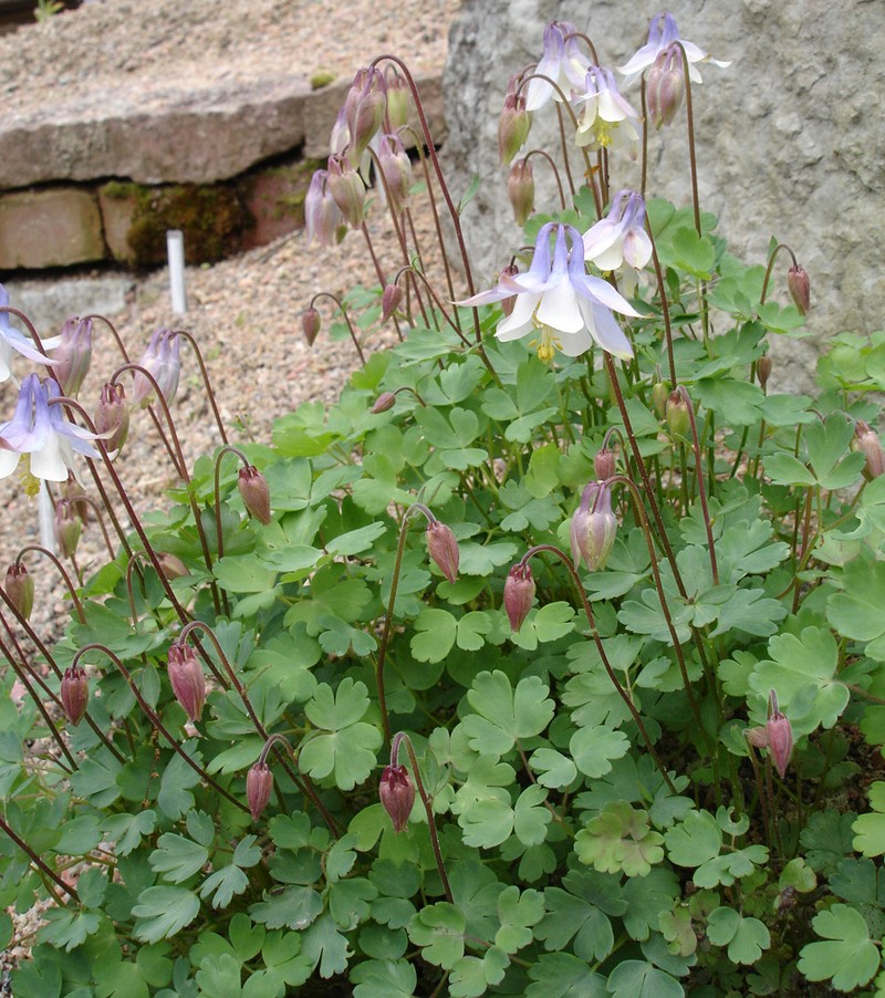 Aquilegia ottonis photo 2