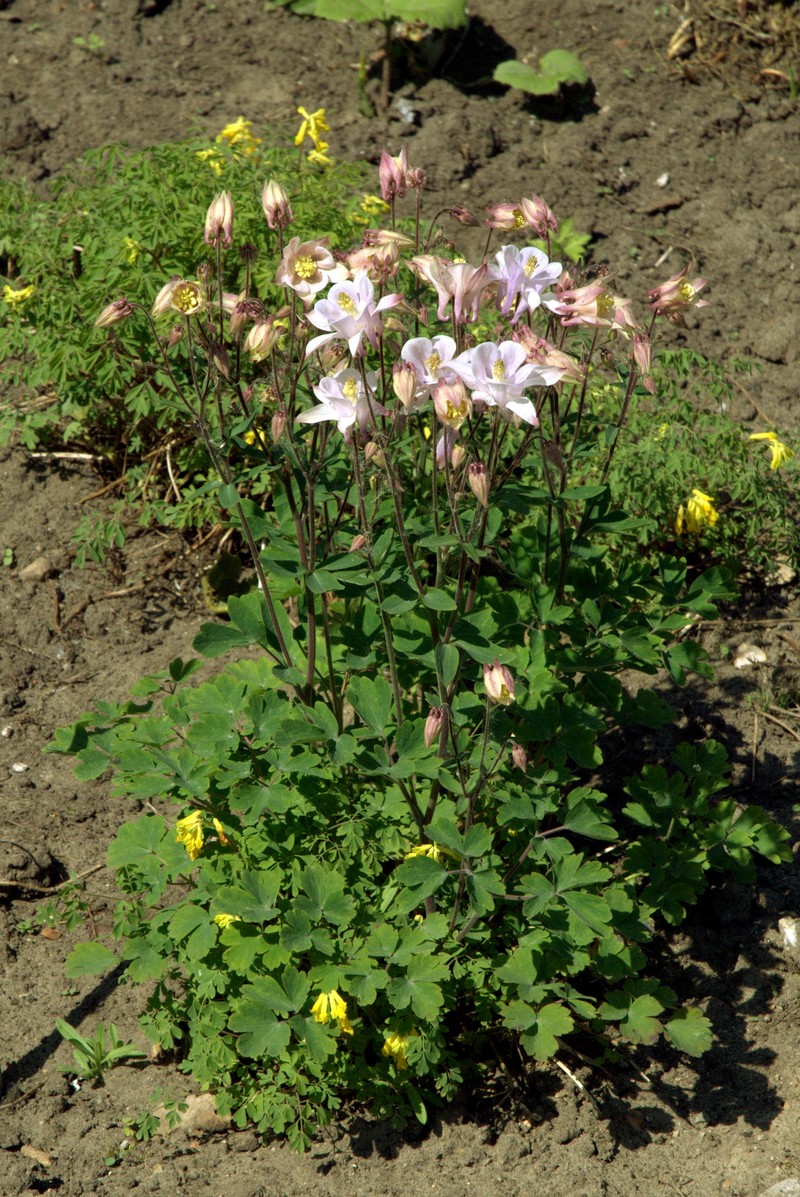Aquilegia ottonis photo 3
