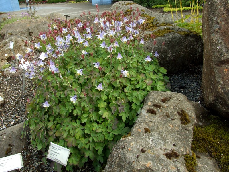 Aquilegia ottonis