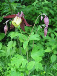 Aquilegia oxysepala
