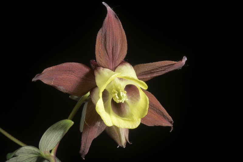 Aquilegia oxysepala photo 2