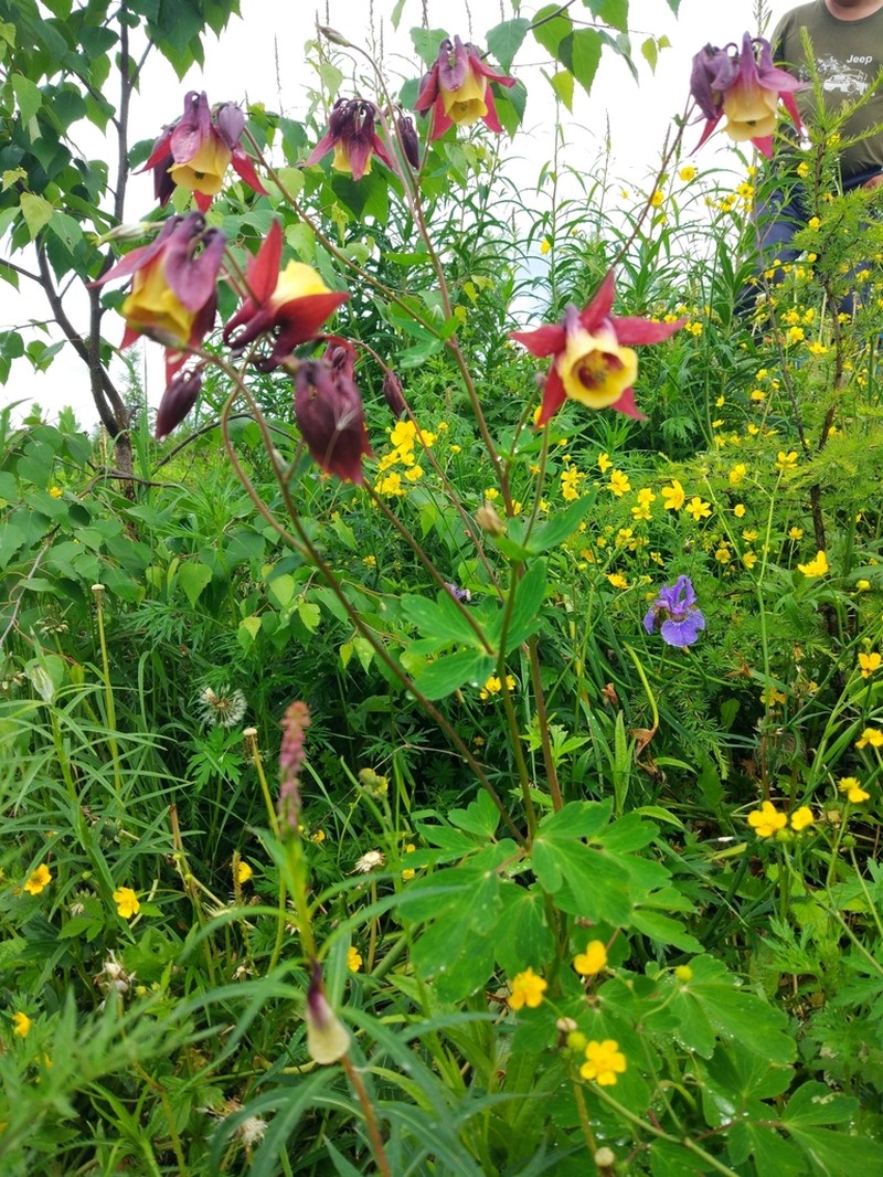 Aquilegia oxysepala photo 3