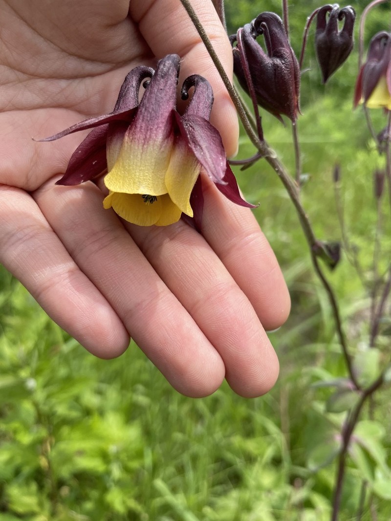 Aquilegia oxysepala photo 4
