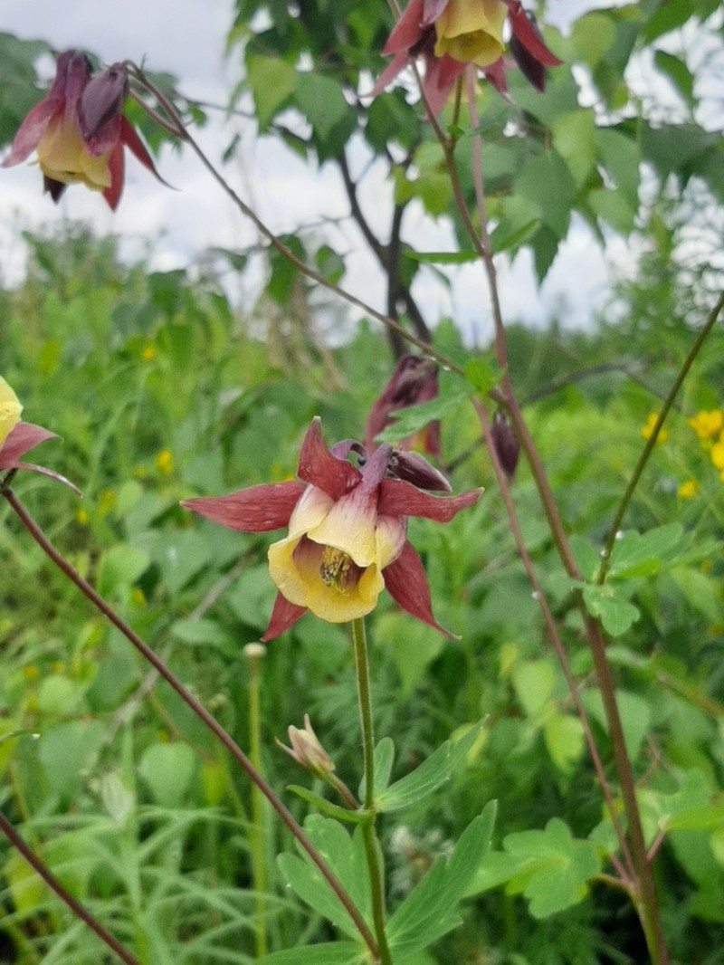 Aquilegia oxysepala photo 5