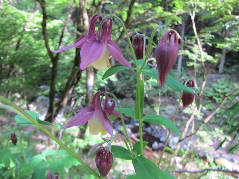 Aquilegia oxysepala photo 6