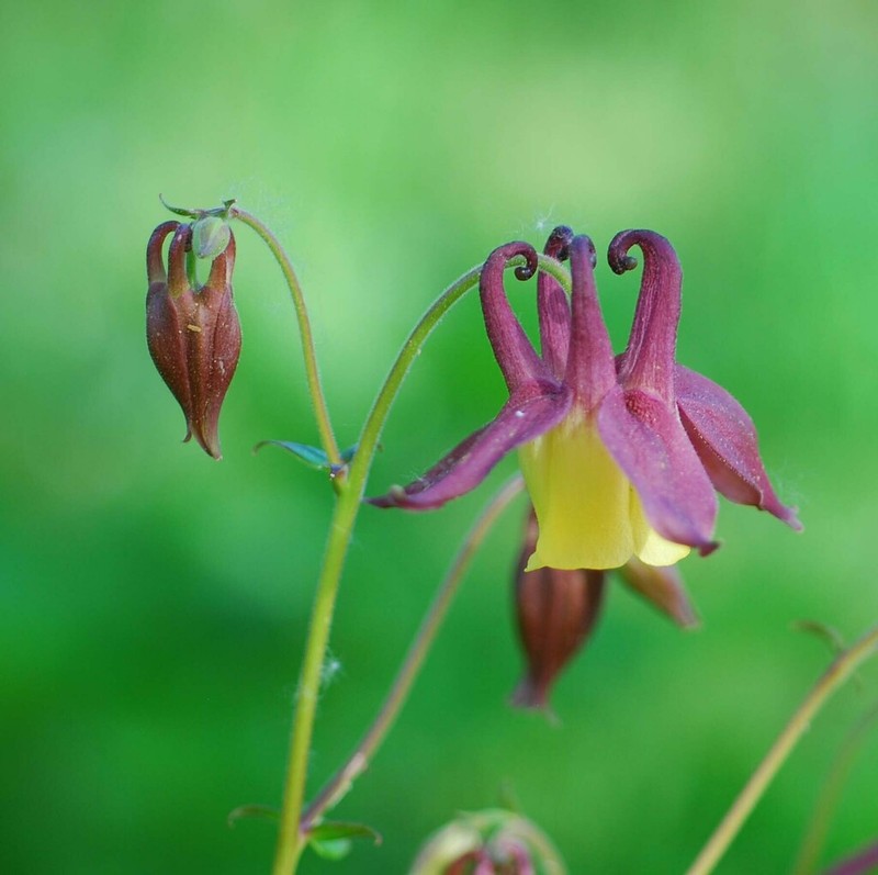 Aquilegia oxysepala photo 7