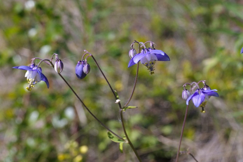 Aquilegia parviflora photo 2