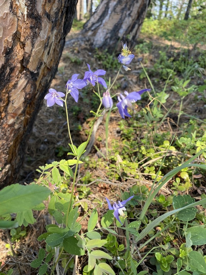 Aquilegia parviflora photo 3