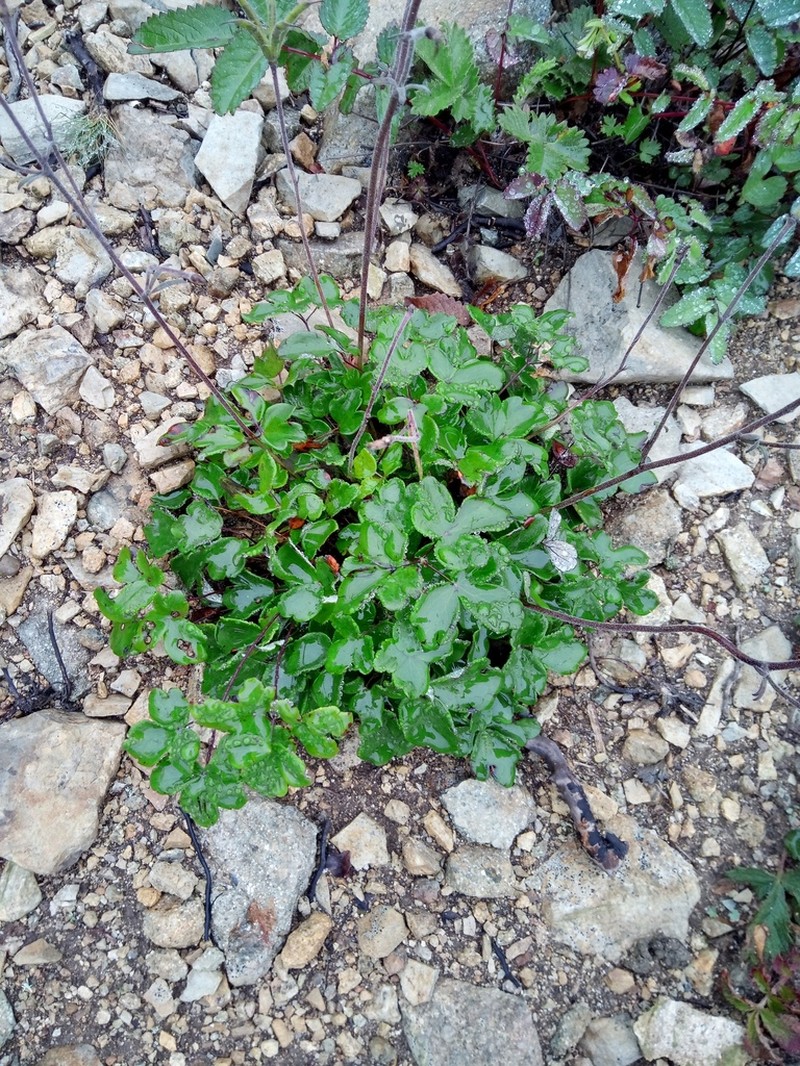 Aquilegia parviflora photo 4