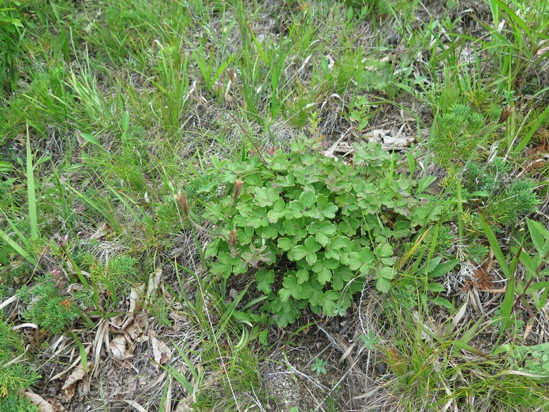Aquilegia parviflora photo 5