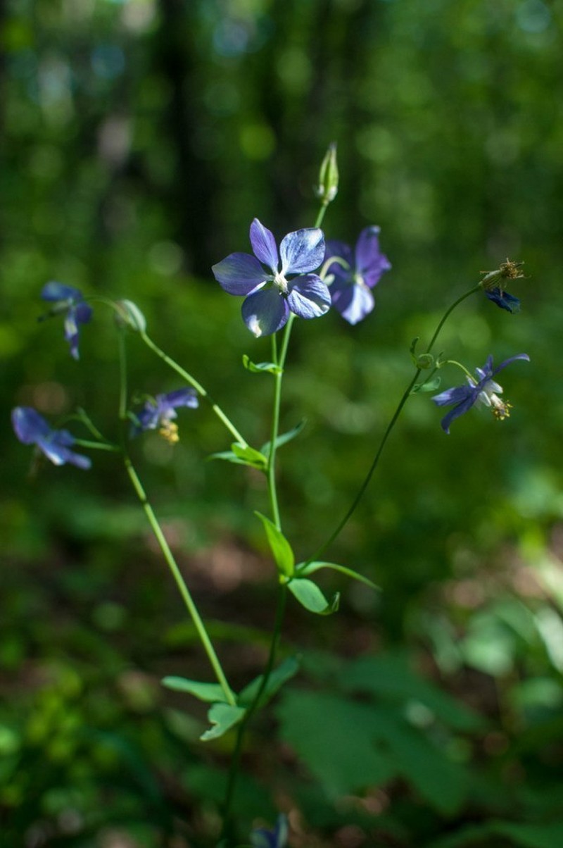 Aquilegia parviflora photo 6
