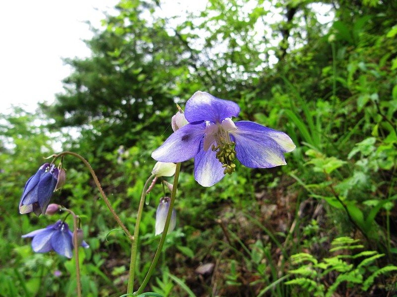 Aquilegia parviflora photo 7