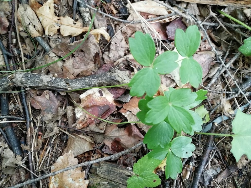 Aquilegia parviflora photo 8