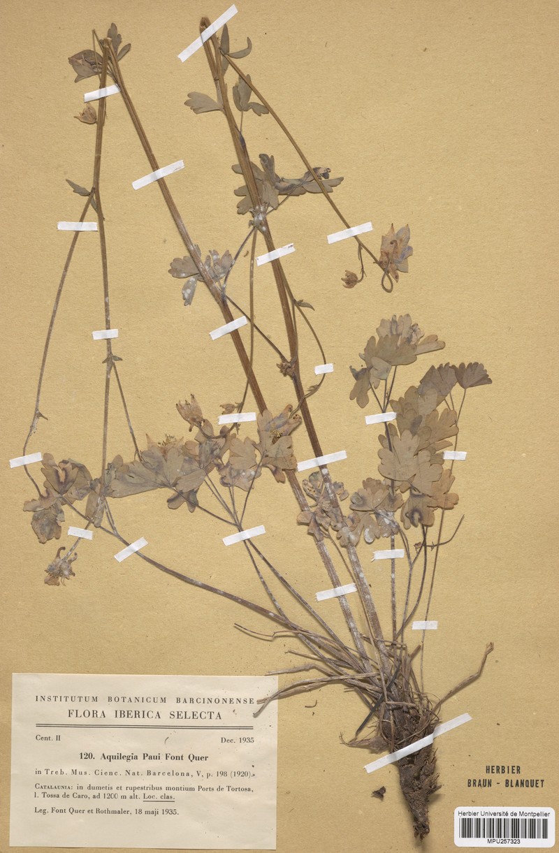 Aquilegia paui
