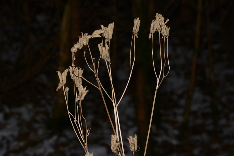 Aquilegia paui photo 5