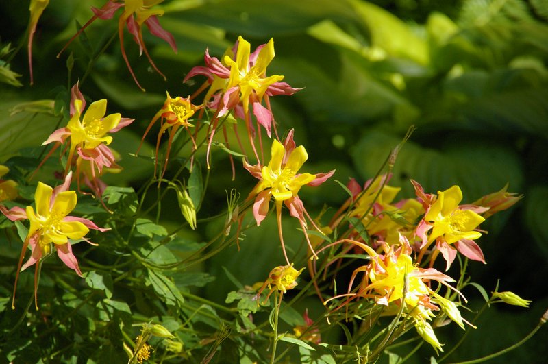 Sierra Columbine photo 4
