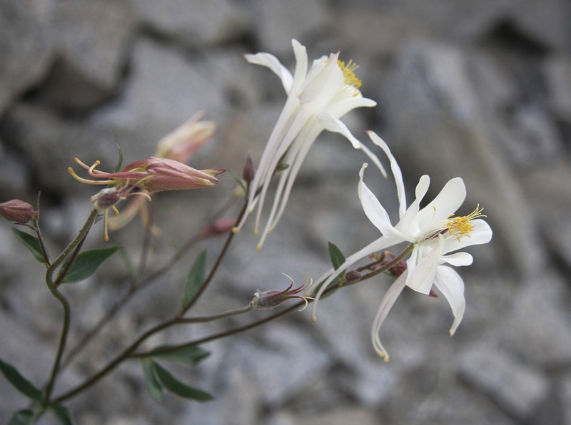 Sierra Columbine photo 2