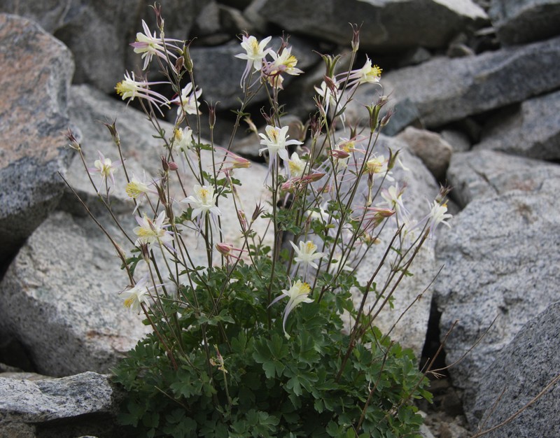 Sierra Columbine