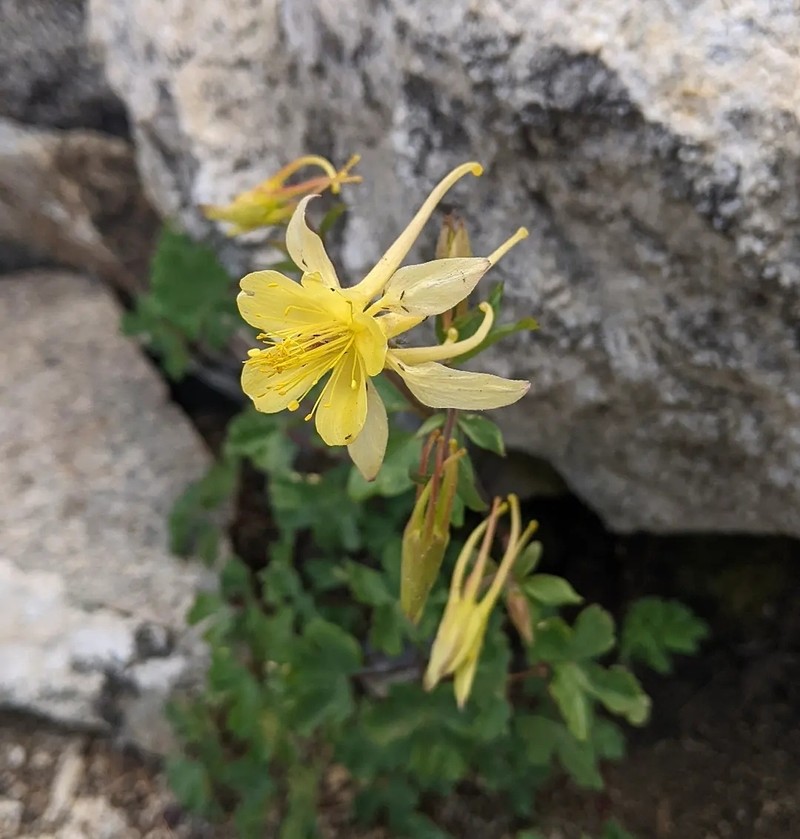 Sierra Columbine photo 5