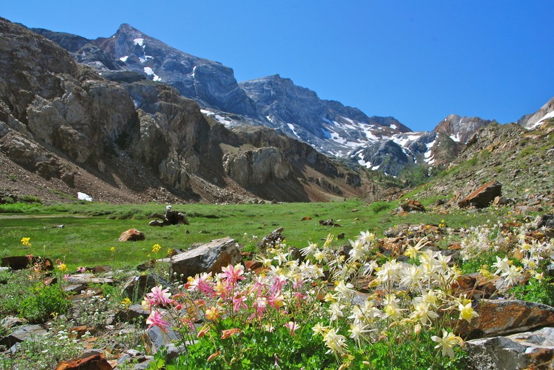 Sierra Columbine photo 6