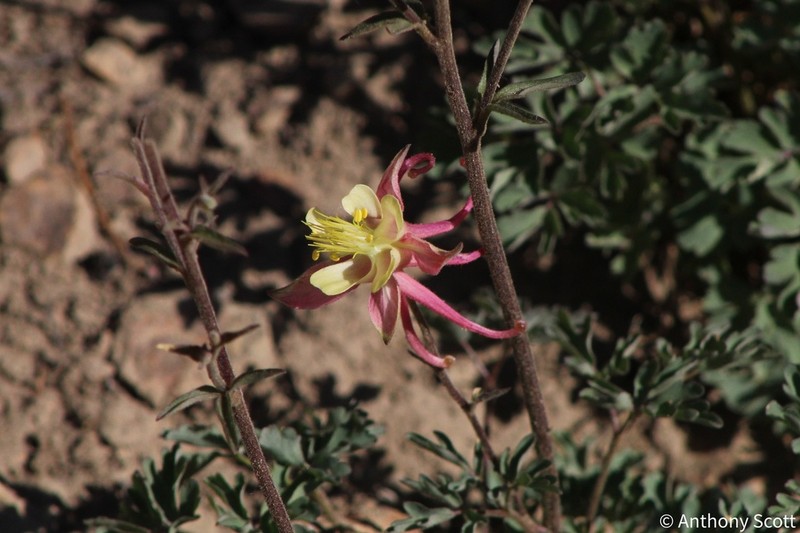 Sierra Columbine photo 7