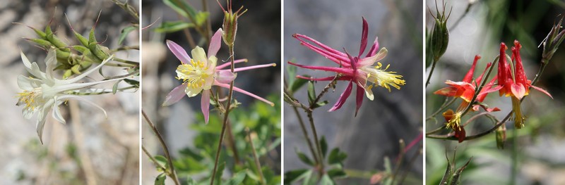 Sierra Columbine photo 3