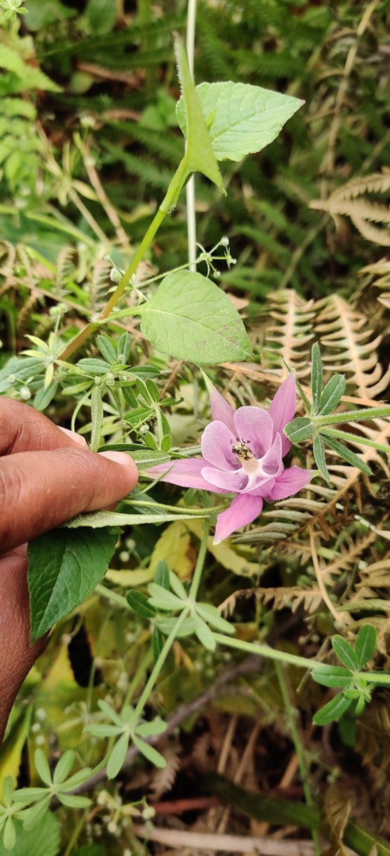 Aquilegia pubiflora