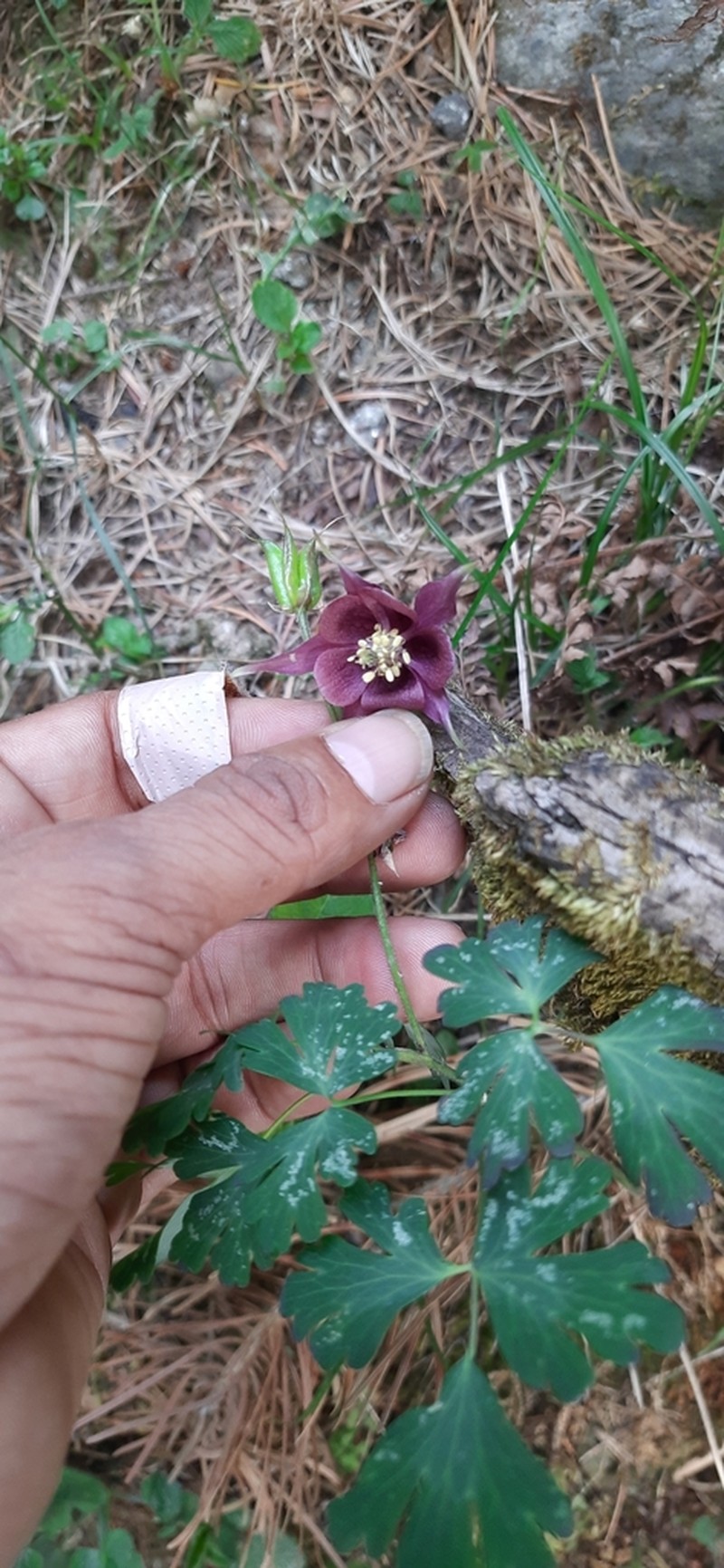 Aquilegia pubiflora photo 2